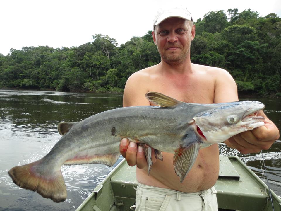 Driftwood Catfish -  Game Fishing Guide