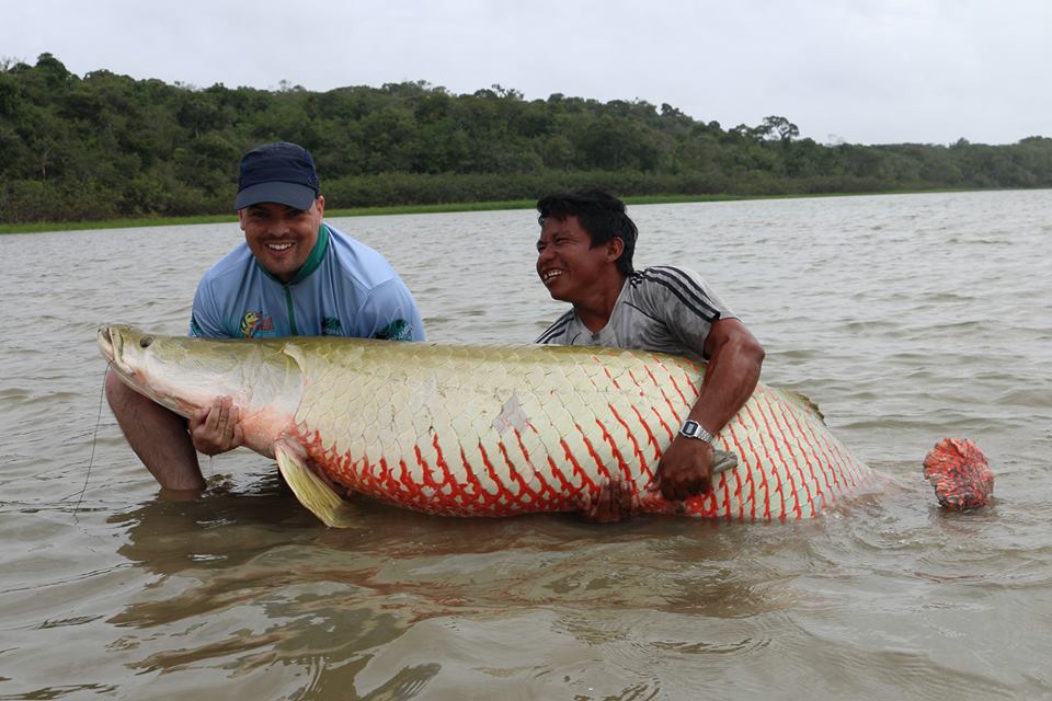 Amazon River Fish A Game Angler S Species Guide