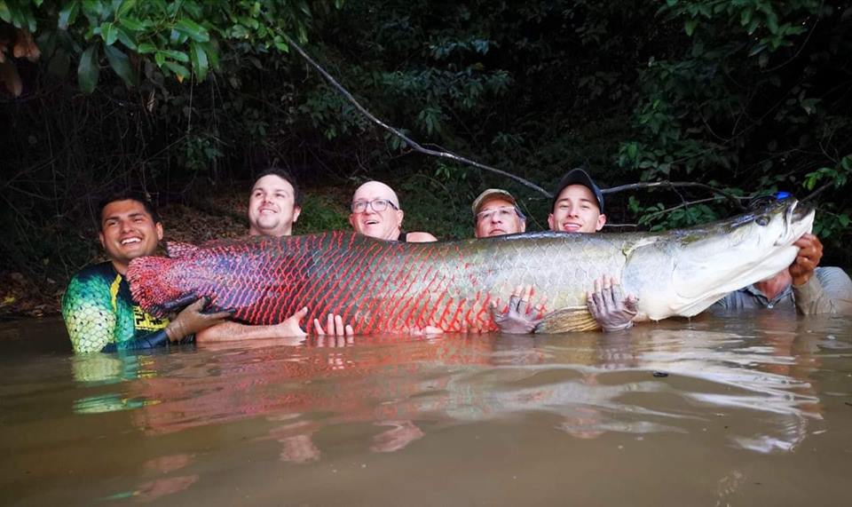 Arapaima Amazon Game Fishing Guide Amazon Angler Arapaima Amazon Game Fishing Guide Amazon Angler