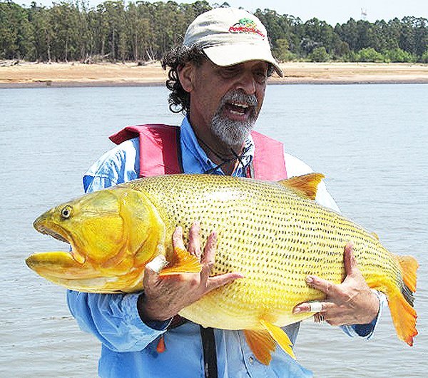 Golden Dorada Sport Fishing Vacation In Argentina Amazon Angler