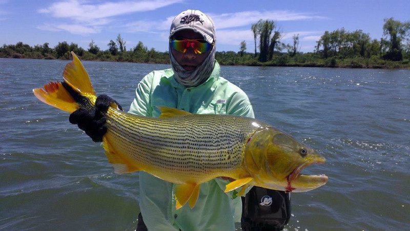 Golden Dorado Adventure Fishing Trip, Esquina, Argentina