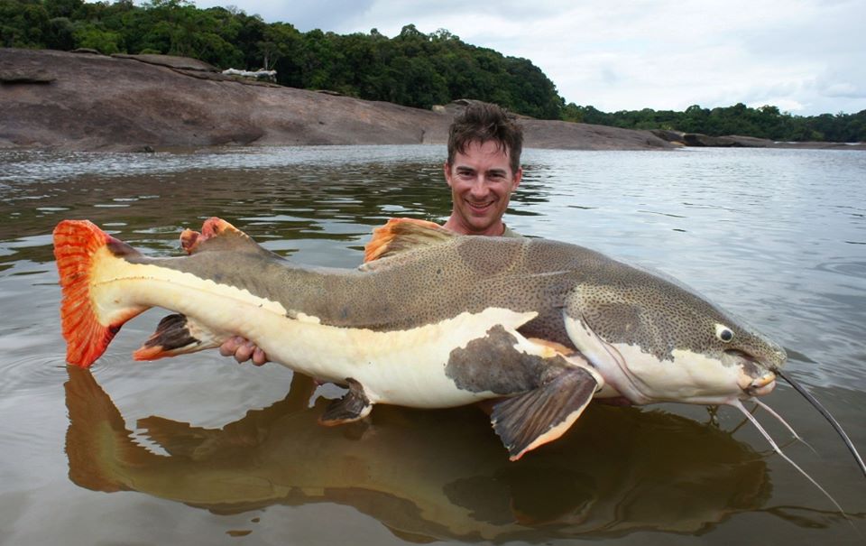Redtail Catfish are strong AF. Fun fish to fight! This