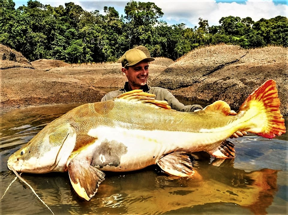 Red Tail Catfish - Branson's Wild World